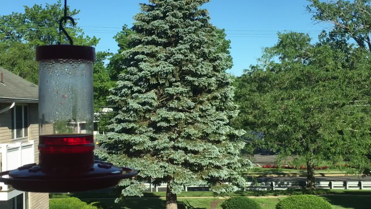 cat alerts owner to hummingbirds arrival