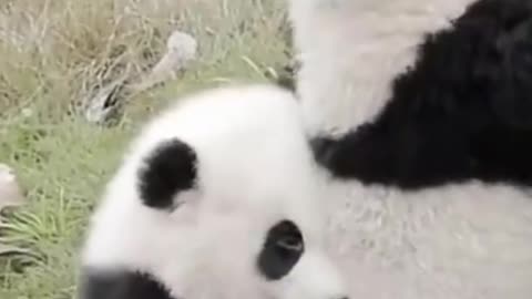 Funny Panda