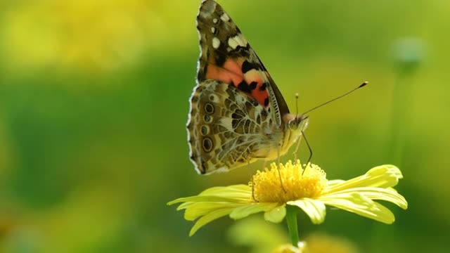 Australian Painted Lady Butterfly Collecting Pollen From Yellow Flower