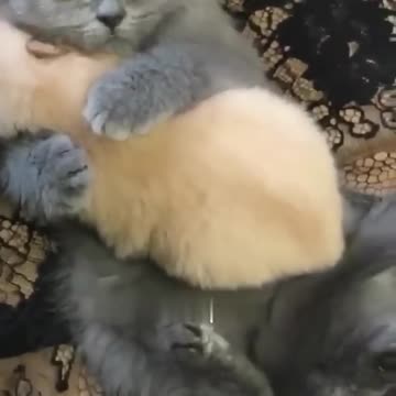 Hey one in a Million love cat 😻💖🐶 Cute kitten hugs puppy #shorts #pets #cats #puppy #dog