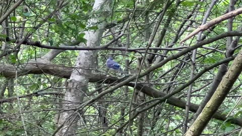 Blue Jay encounter at James Gardens park Toronto