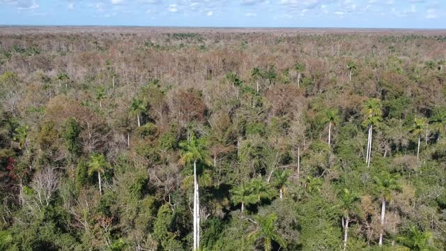 Royal Palms, Sabals, and Alligators in the Fakahatchee, Florida