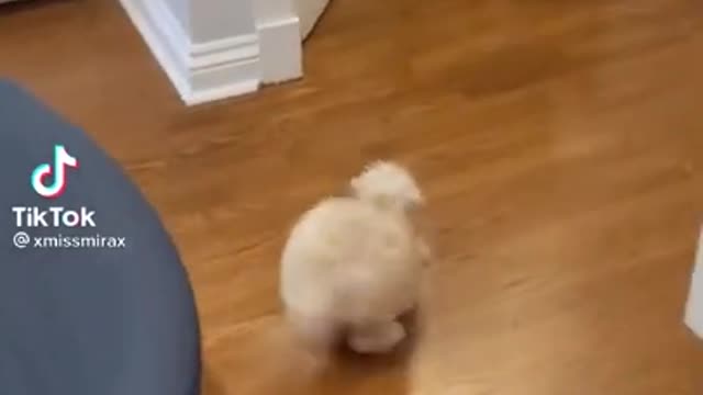 Dog video