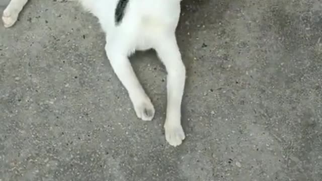 Funny video 🤣 Cat 😹vs Hen🐔.