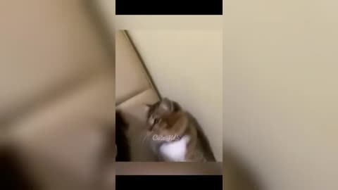 Funny Cat