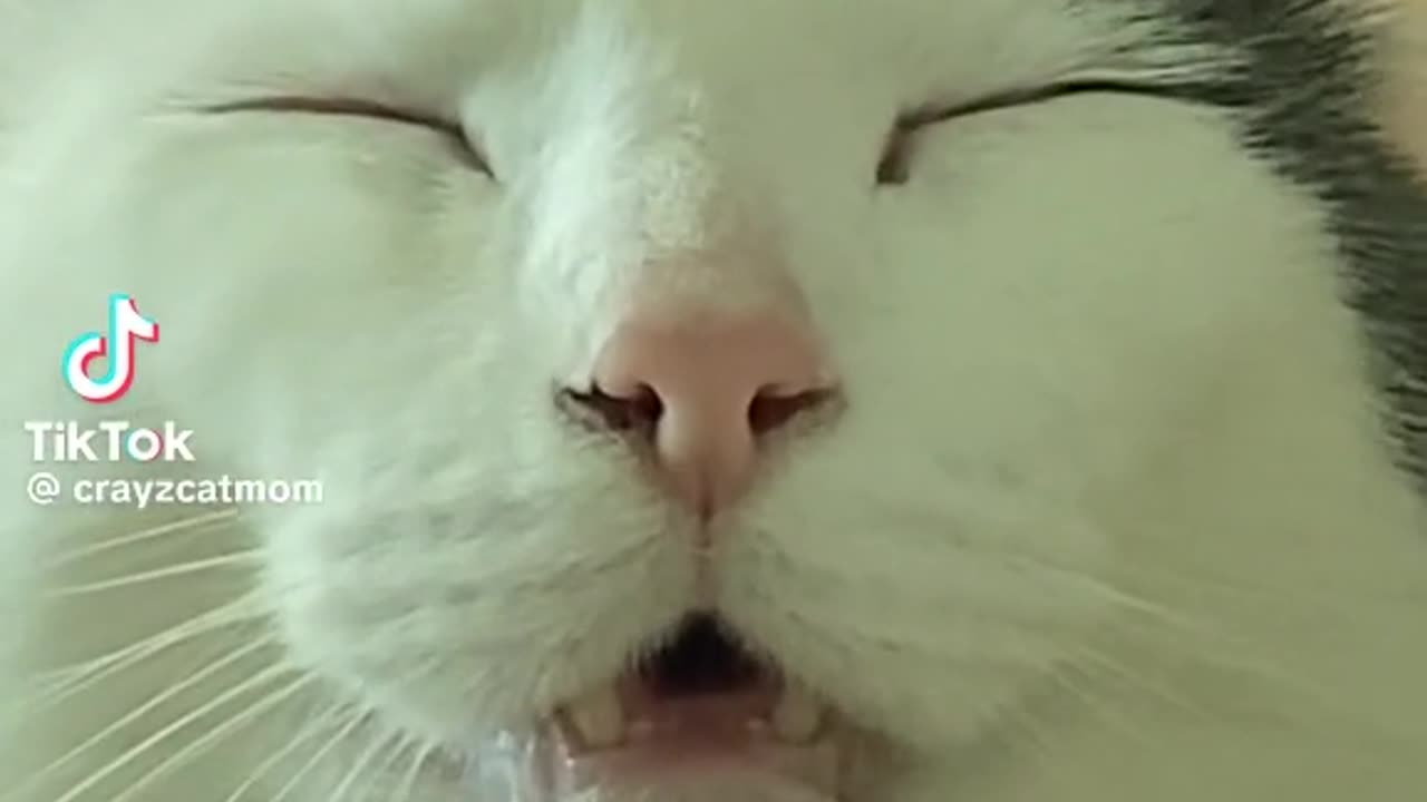 Cute cat sleeping position