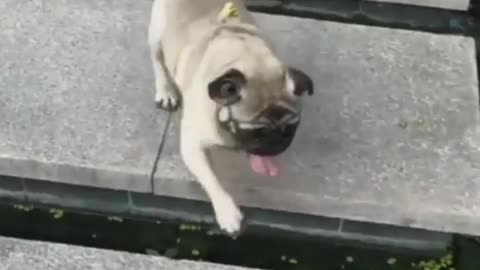 Funny dog | dog 🐕🐕
