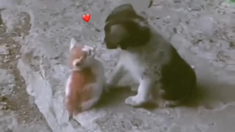 A cute cat and dog 🥰