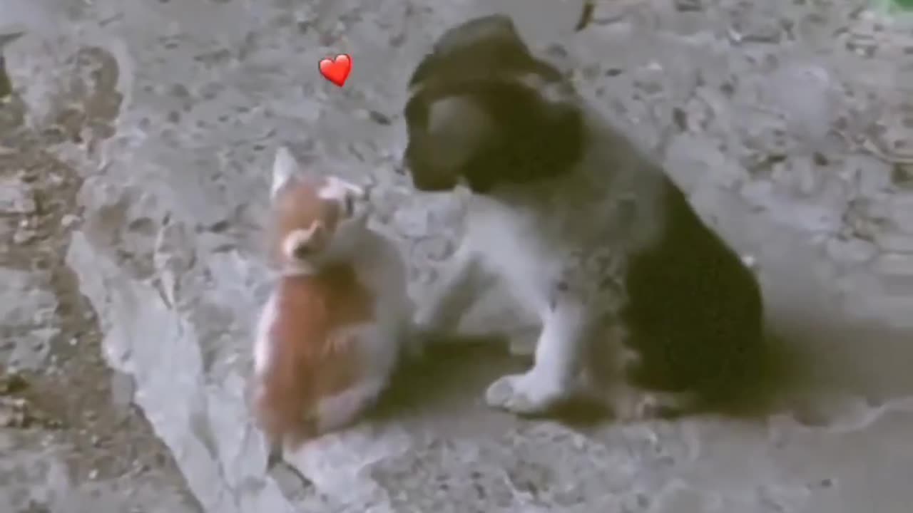 A cute cat and dog 🥰