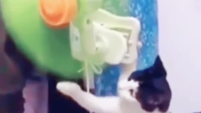 funny cats play with crab