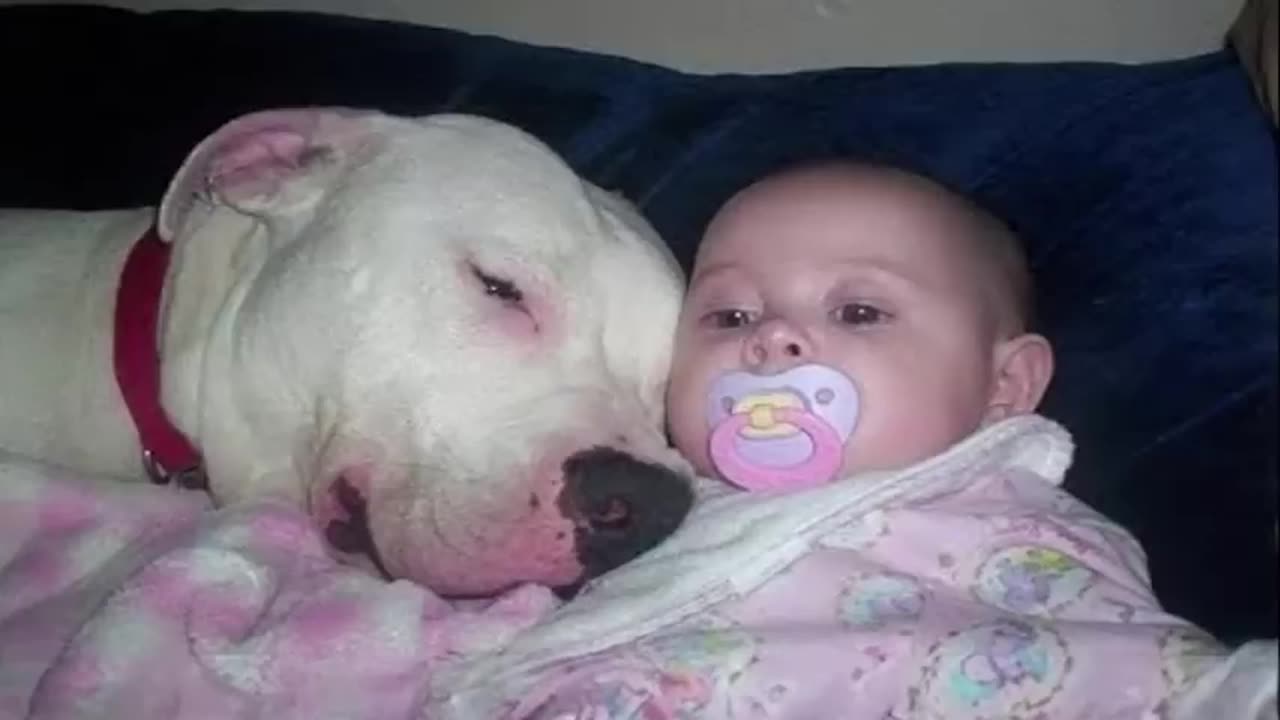 When a Pitbull Becomes a Gentle Babysitter