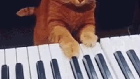 Cute Cat Gif! 🥰💗🐈