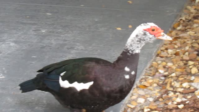 Don't Talk To A Duck Like A Puppy, This Duck Follow Me To The Room!