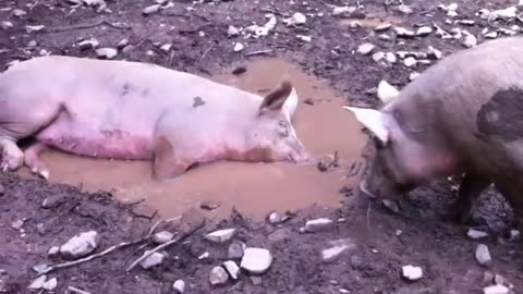 Hogging the mud bath all to itself