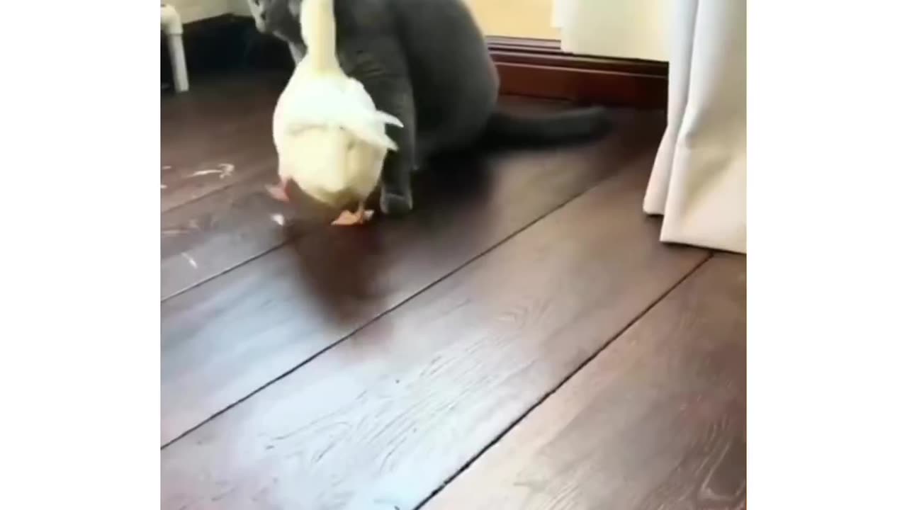 Duck revenge