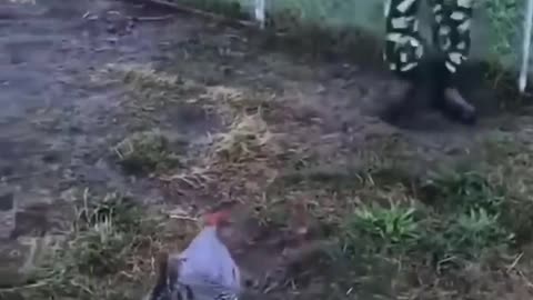 CHICKEN FEAR