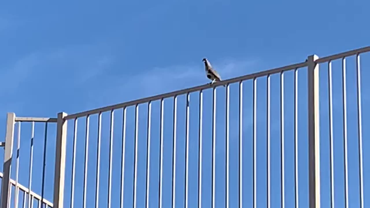 quail standing on a fence chirping