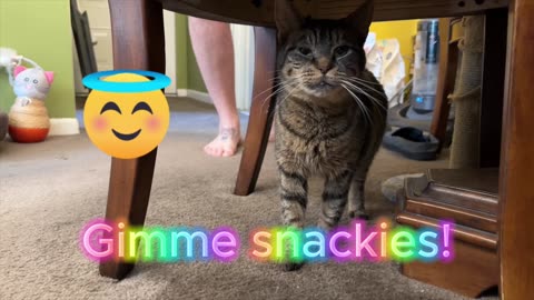 Lil' Buddy looking for snacks!