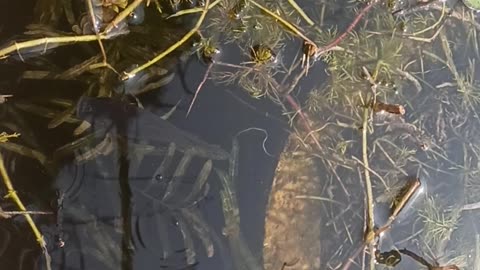 Fish production with a small farm