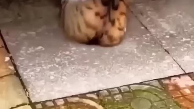2022's Funniest Videos Funny Dogs and Cute Cats #15