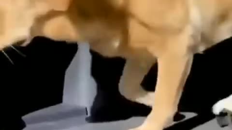 Animal funny videos 😜😜