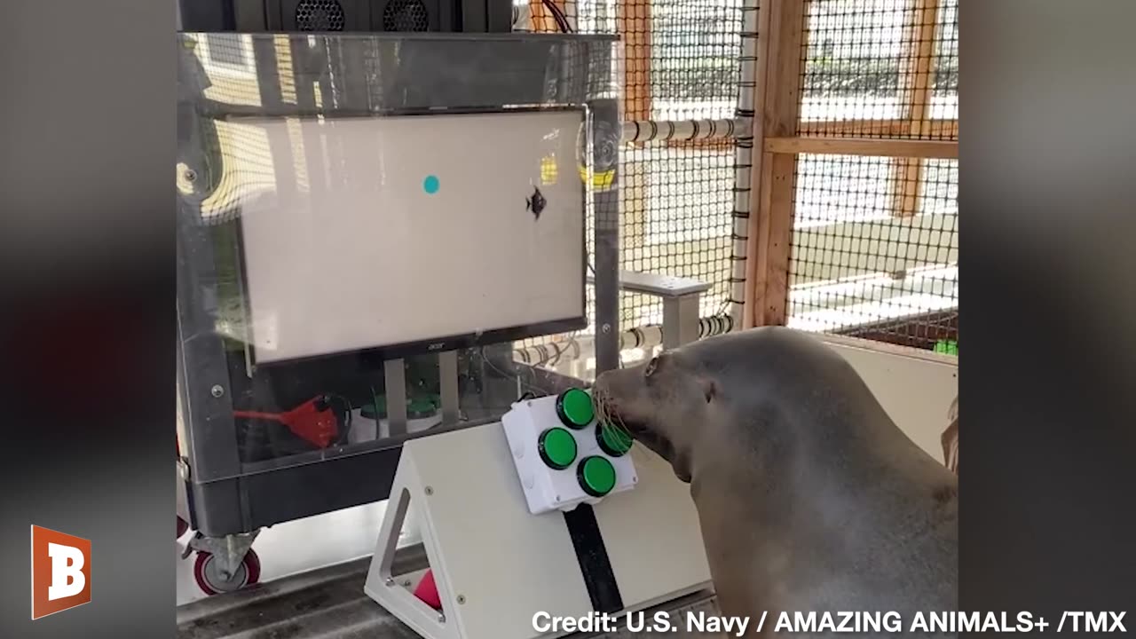 U.S. Navy Teaches Sea Lions to Play Video Games