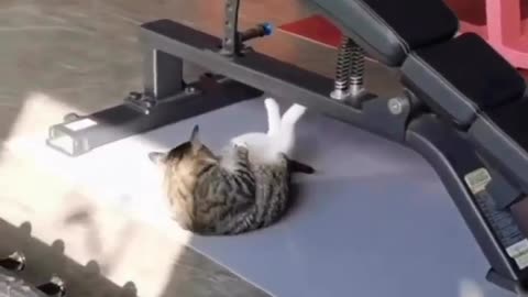 Cat in a gym