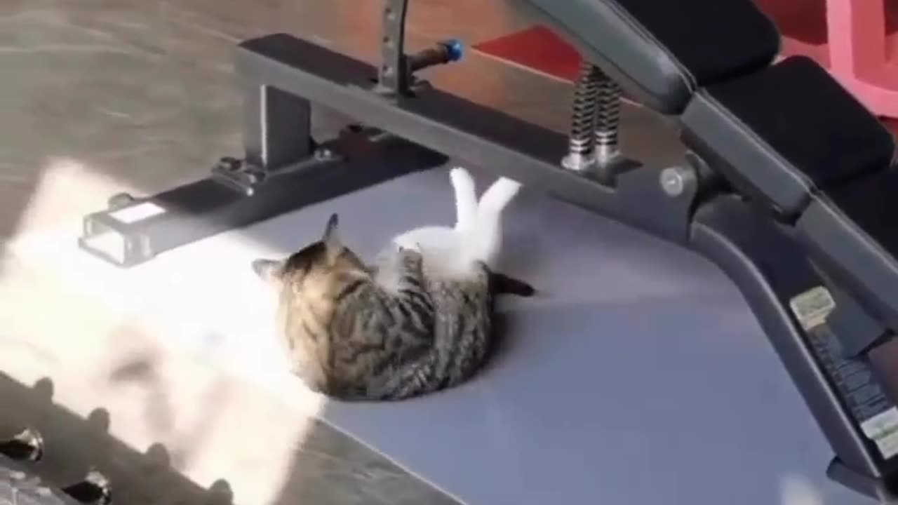 Cat in a gym