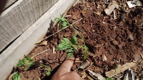 Thinning Carrots Update