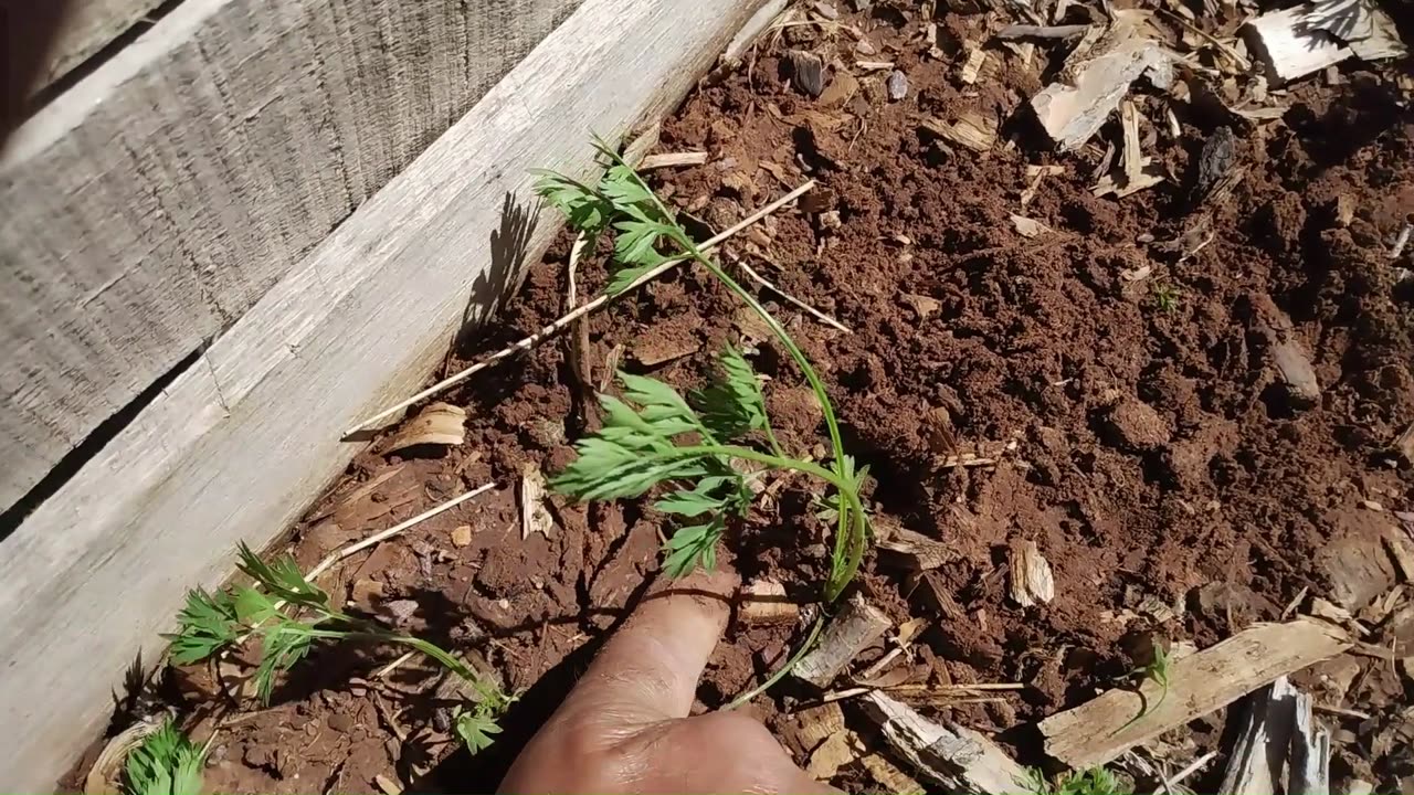 Thinning Carrots Update