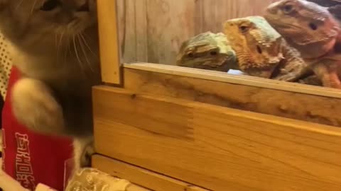 "Fun-filled moments: A cat plays with young harpooners"