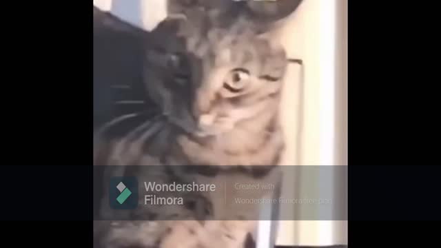 cat funny reaction