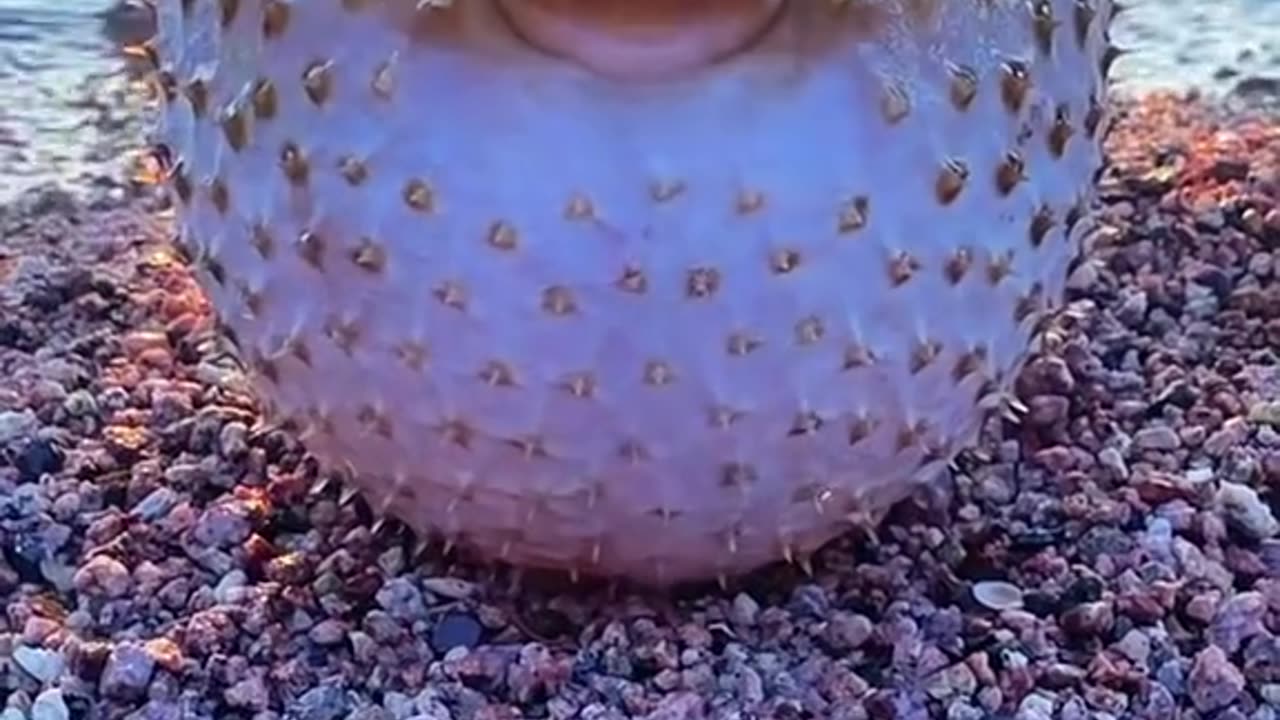 Blowfish Adventure on Land!