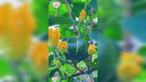 Red pumpkin flower Islamic video