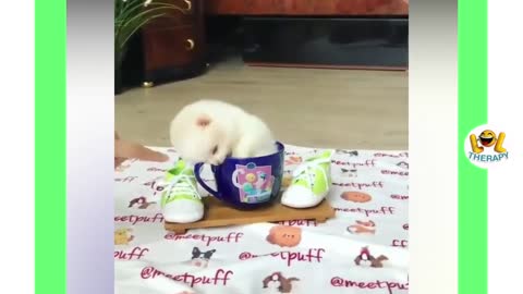 Animal Adorables Video