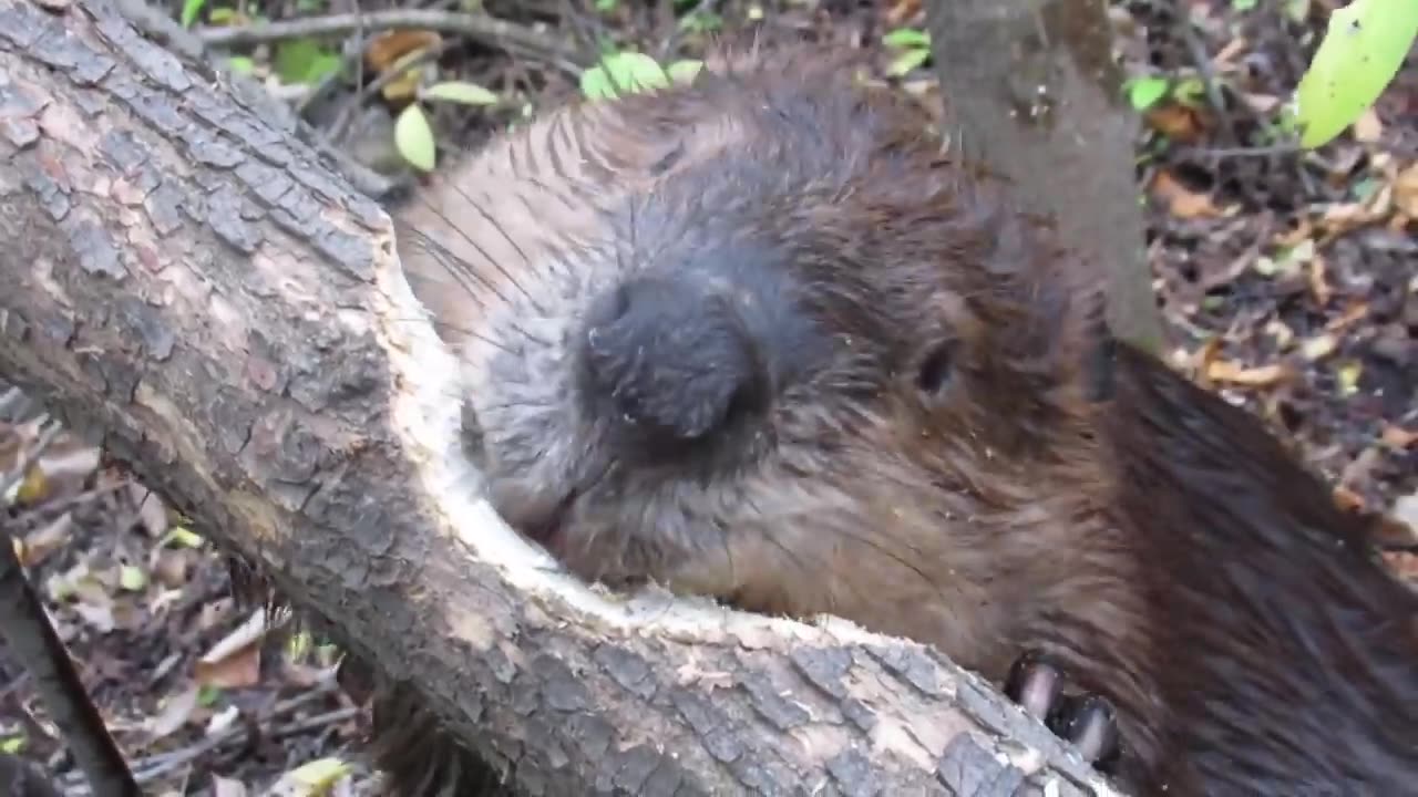 Beaver chews through tree limb: close up footage.