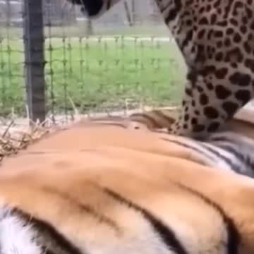 amazing animal | animal fighting (2022)