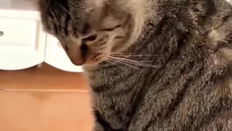 Funny Cats and Dogs videos 2023 #1