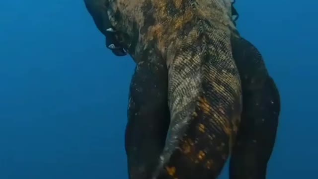 Ocean king, Godzilla