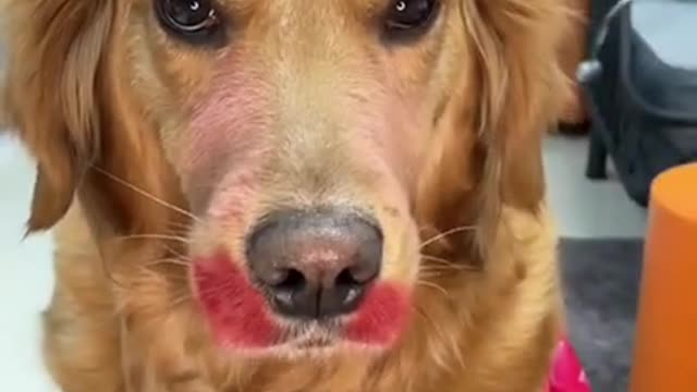 Dog makeup is very funny 2021