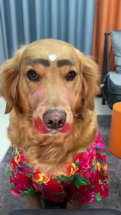 Dog makeup is very funny 2021