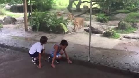 Unexpected Animals Attack 😱