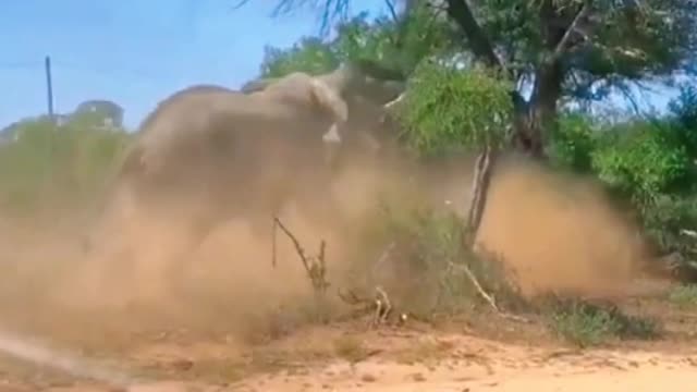 Two elephants are fighting