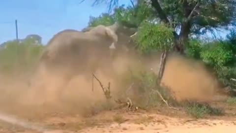 Two elephants are fighting