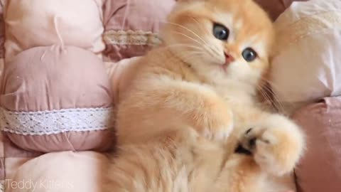 Little Fluffy Balls Love Biting. 😺 Cute Golden Kittens