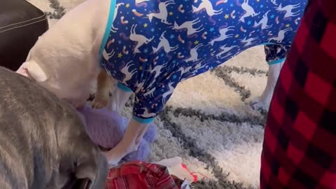 Dogs Opening Presents At Christmas