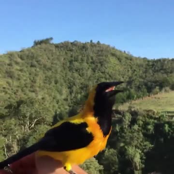 So nice singing lovely bird