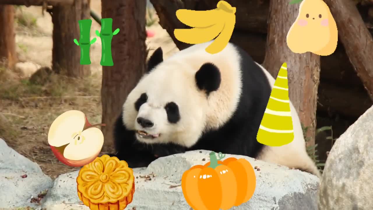 giant pandas