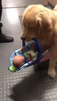 Graban a un perrito de la policía robando los juguetes que donarían a niños en Navidad