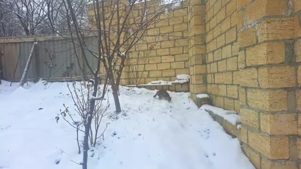 A kitten walking in the yard in snowy weather.